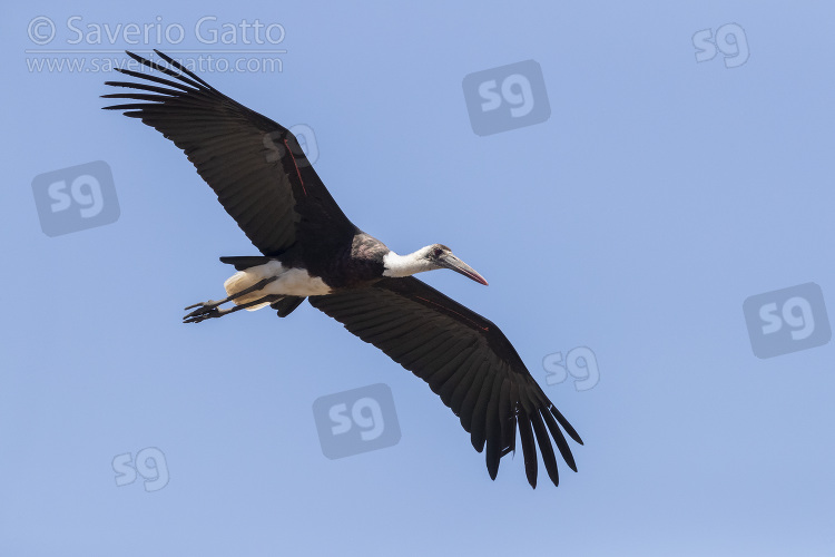 Woolly-necked Stork, adult in flight seen from below